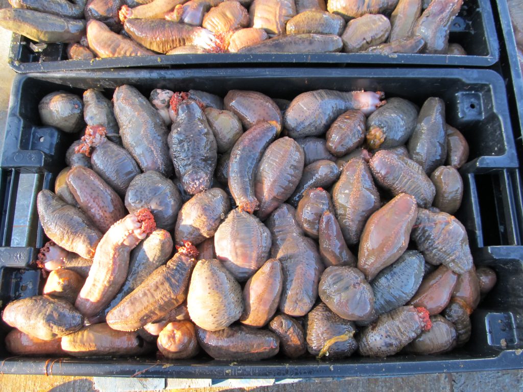 Concombre De Mer Cuisine : Concombre cuit à la tomate - Ma Cuisine Santé